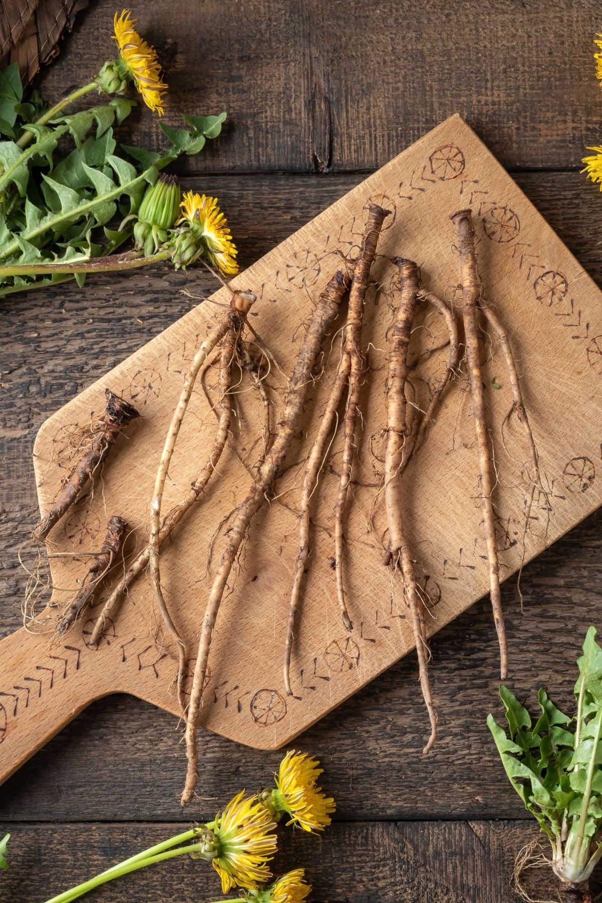 dandelion root on a cutting board, surrounded by dandelions.