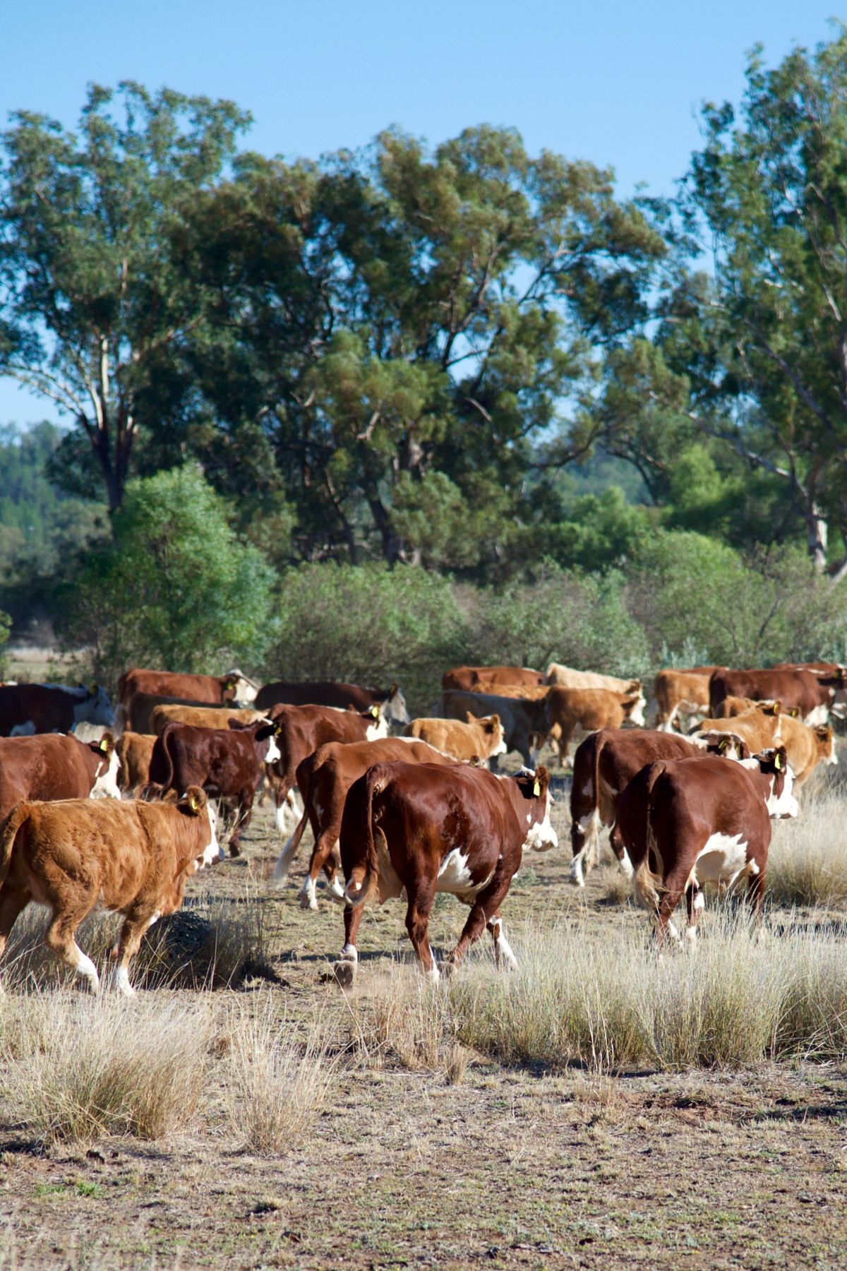 cattle walking away in a pasture.