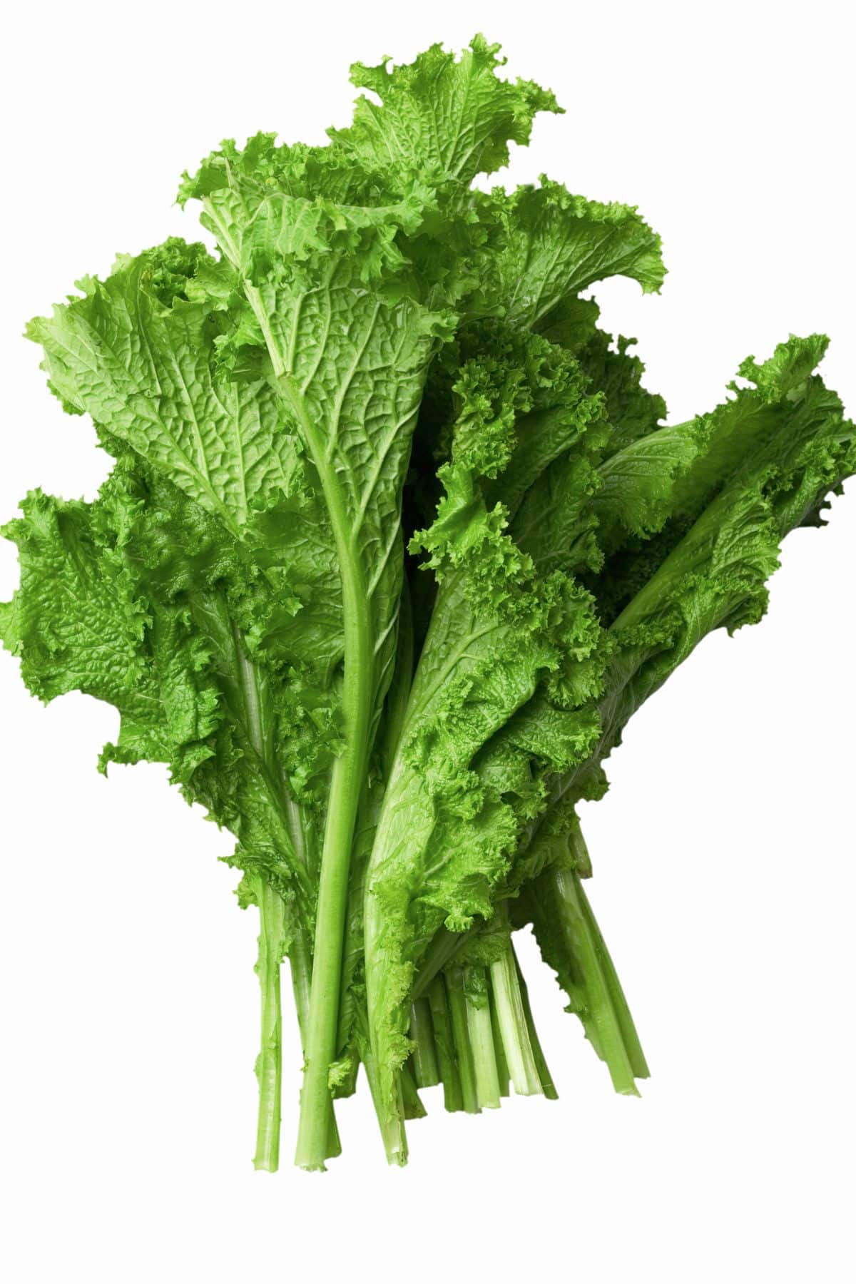 Bunch of mustard greens on white background.