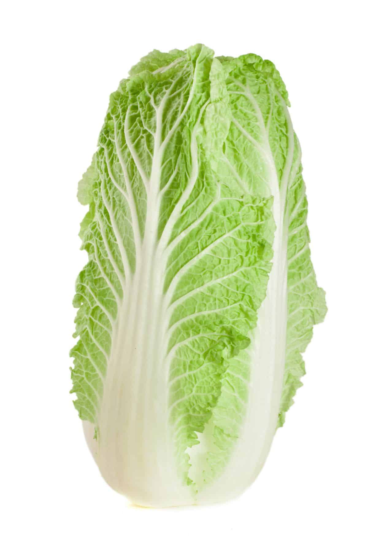 Head of napa cabbage on white background.