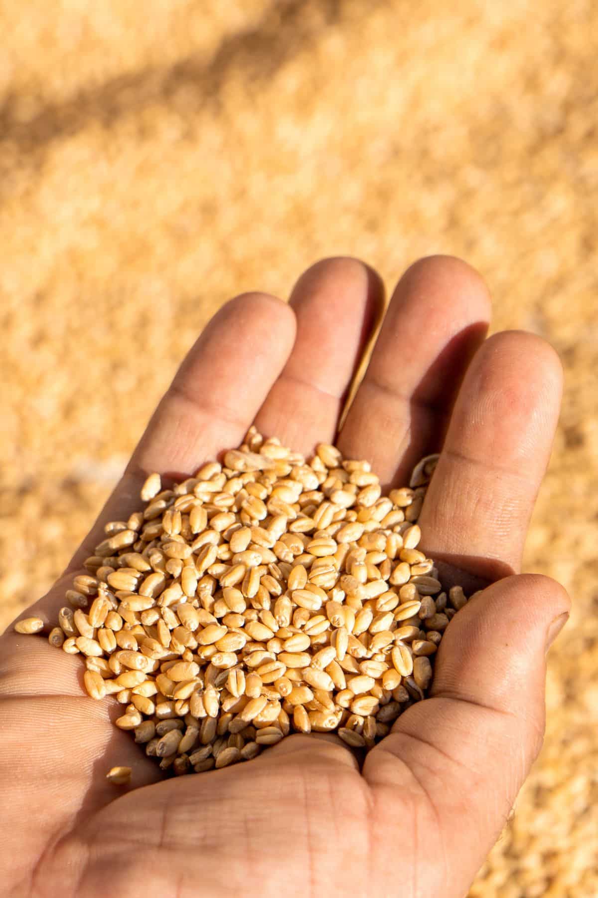 a person holding a handful of wheat.