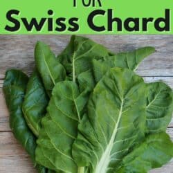 Bunch of Swiss chard on wooden surface.