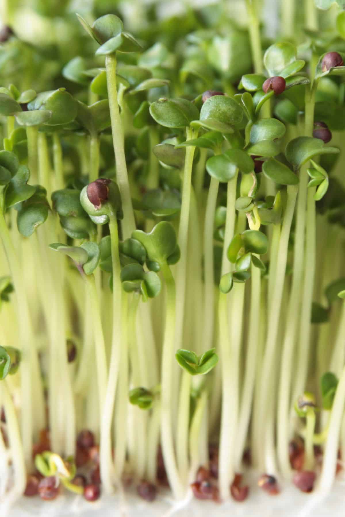 a close up of broccoli microgreens.