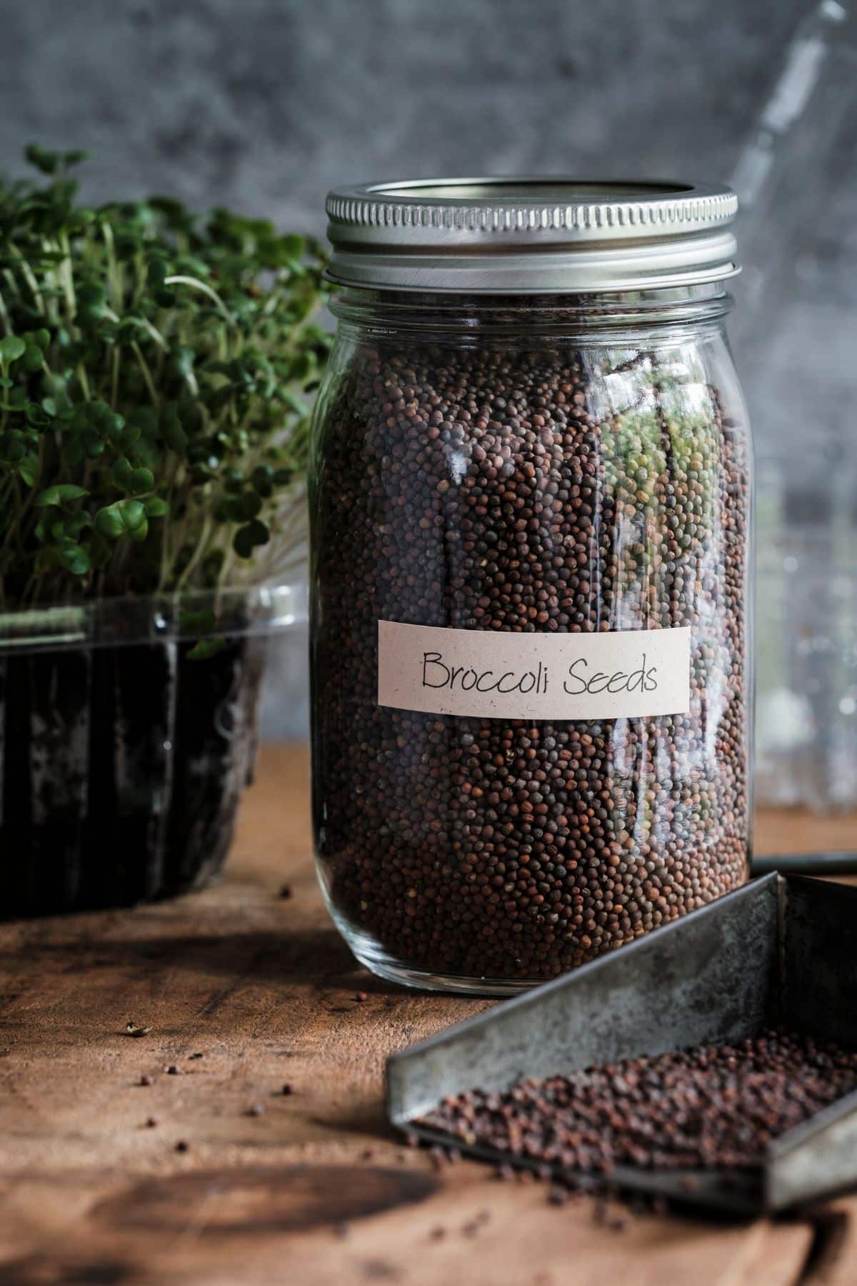 a jar labeled "broccoli seeds".