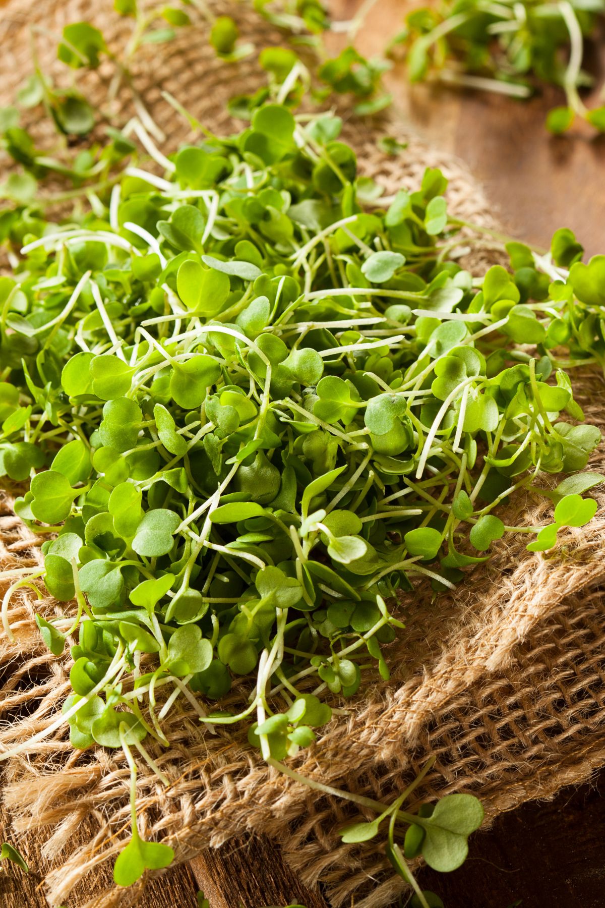 a bunch of arugula microgreens on a woven mat.