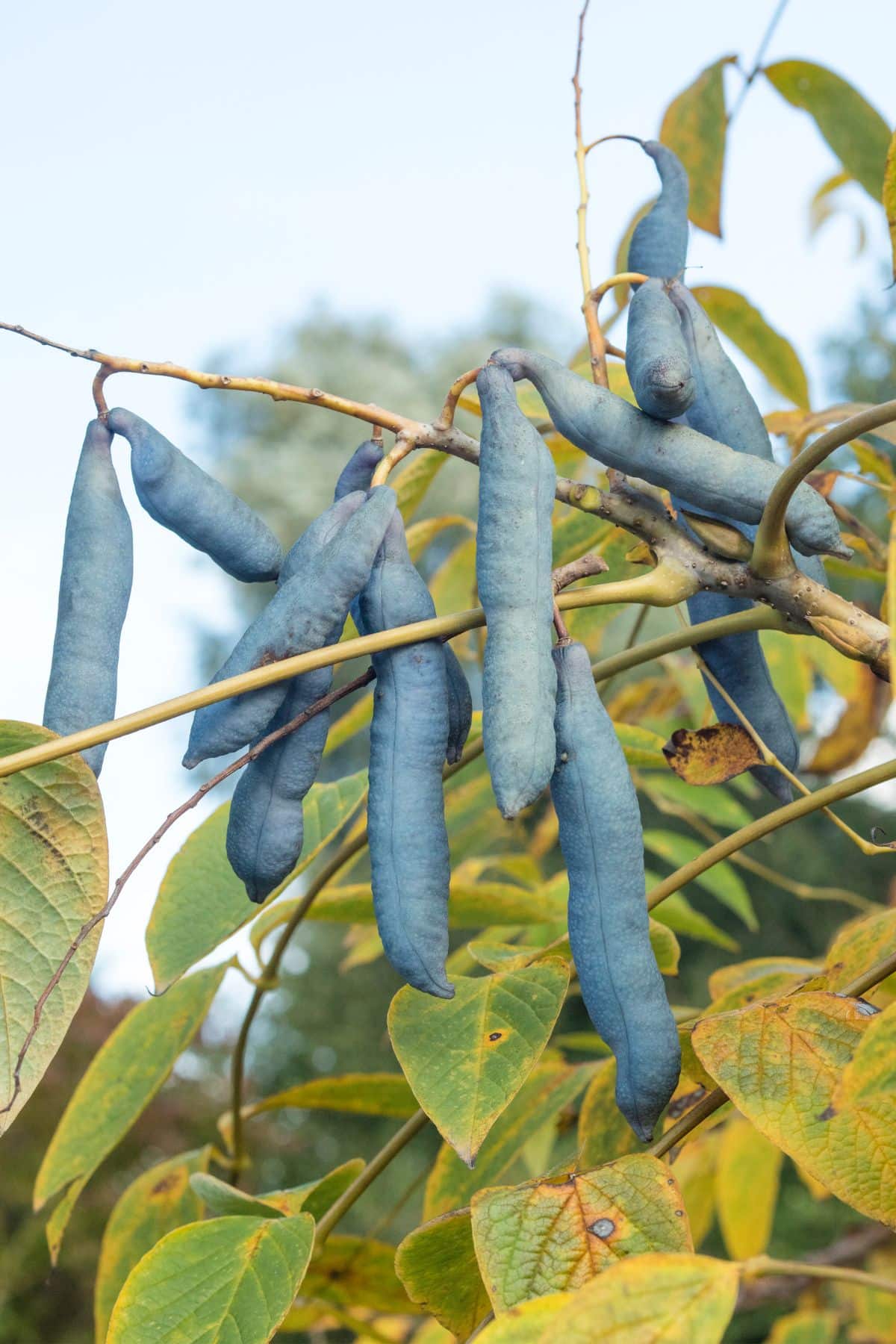 blue sausage fruits hanging on a tree.
