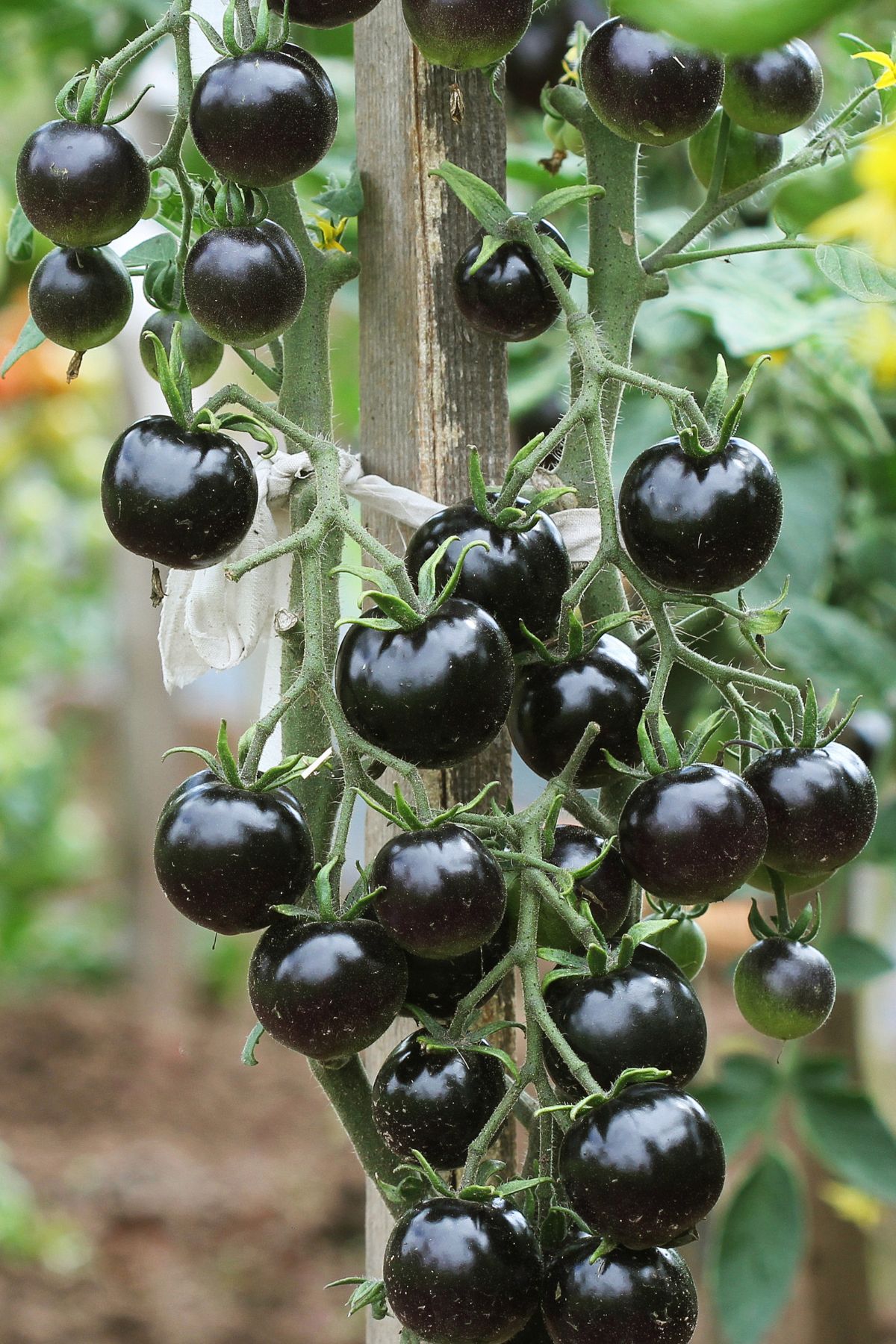 Indigo Rose Tomatoes hanging on a vine.