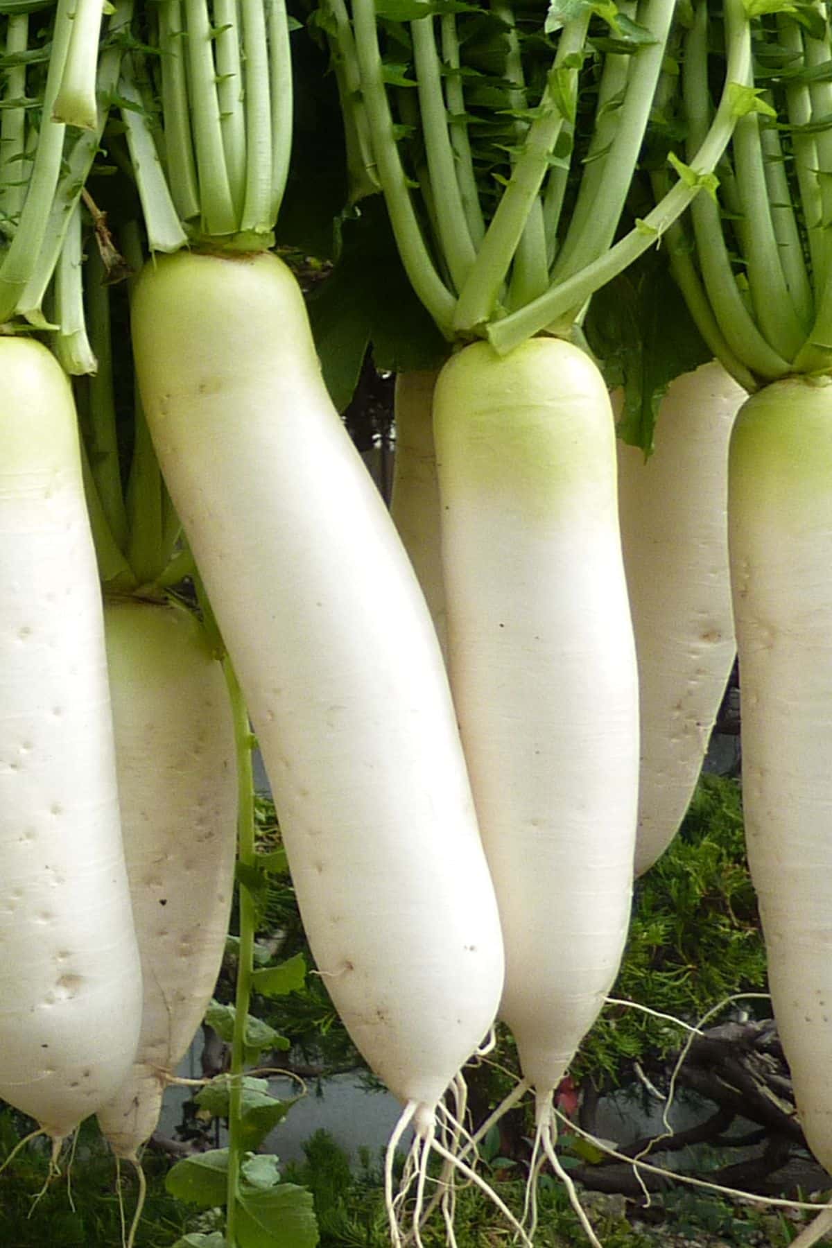 several Japanese radishes hanging together.