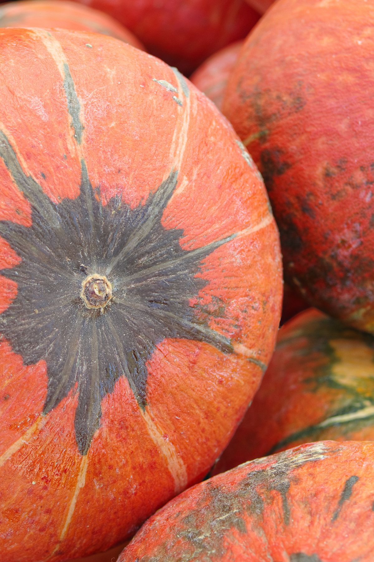 a close up of several orange kabocha squashes.