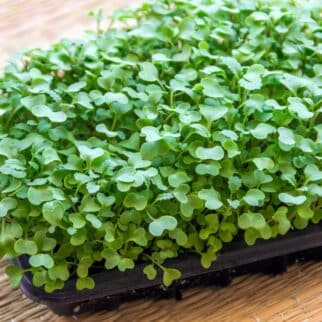 kale microgreens growing in a black tray.