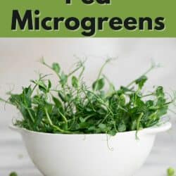a bowl of pea microgreens.