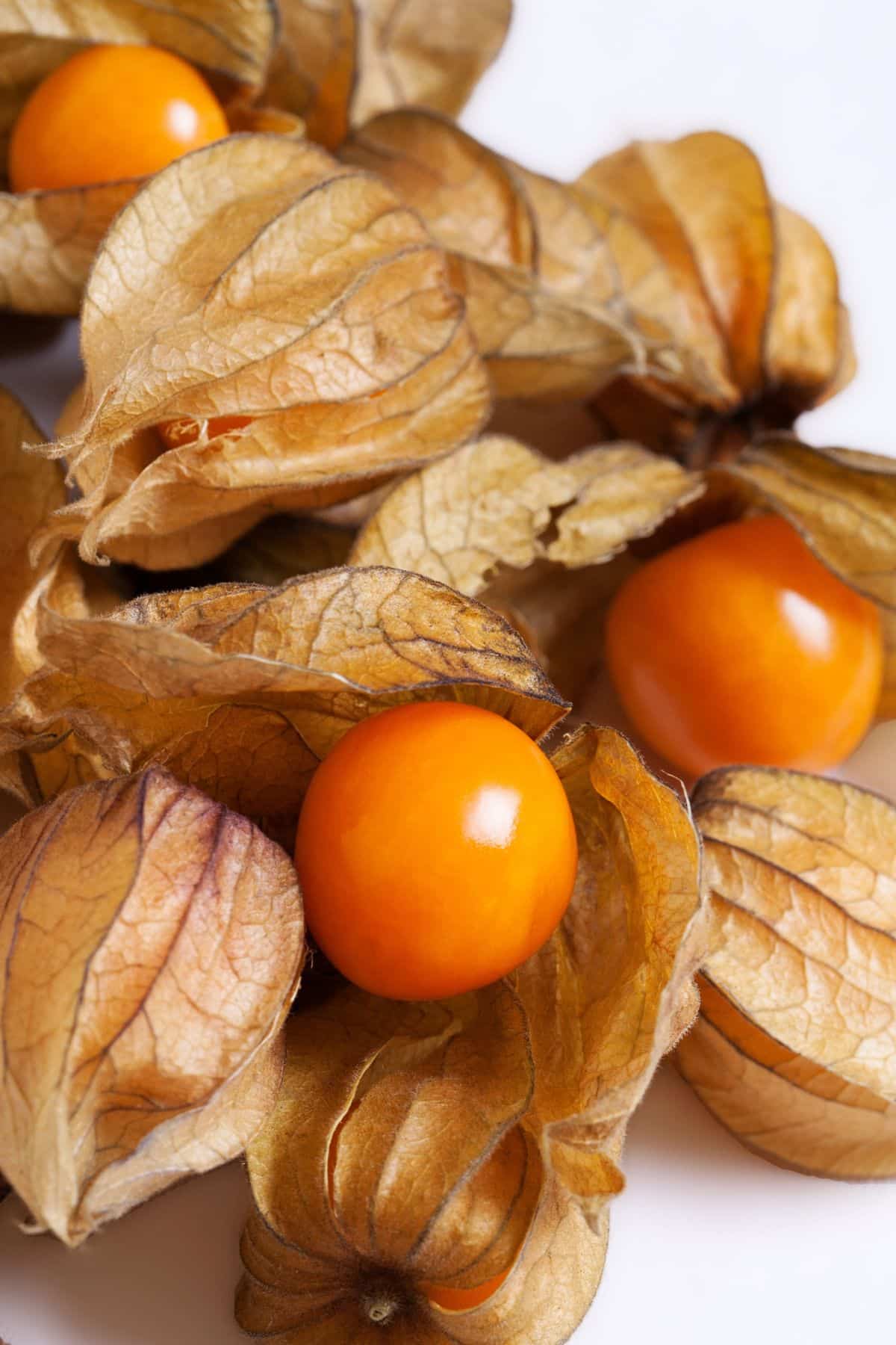 several physalis on a white background.