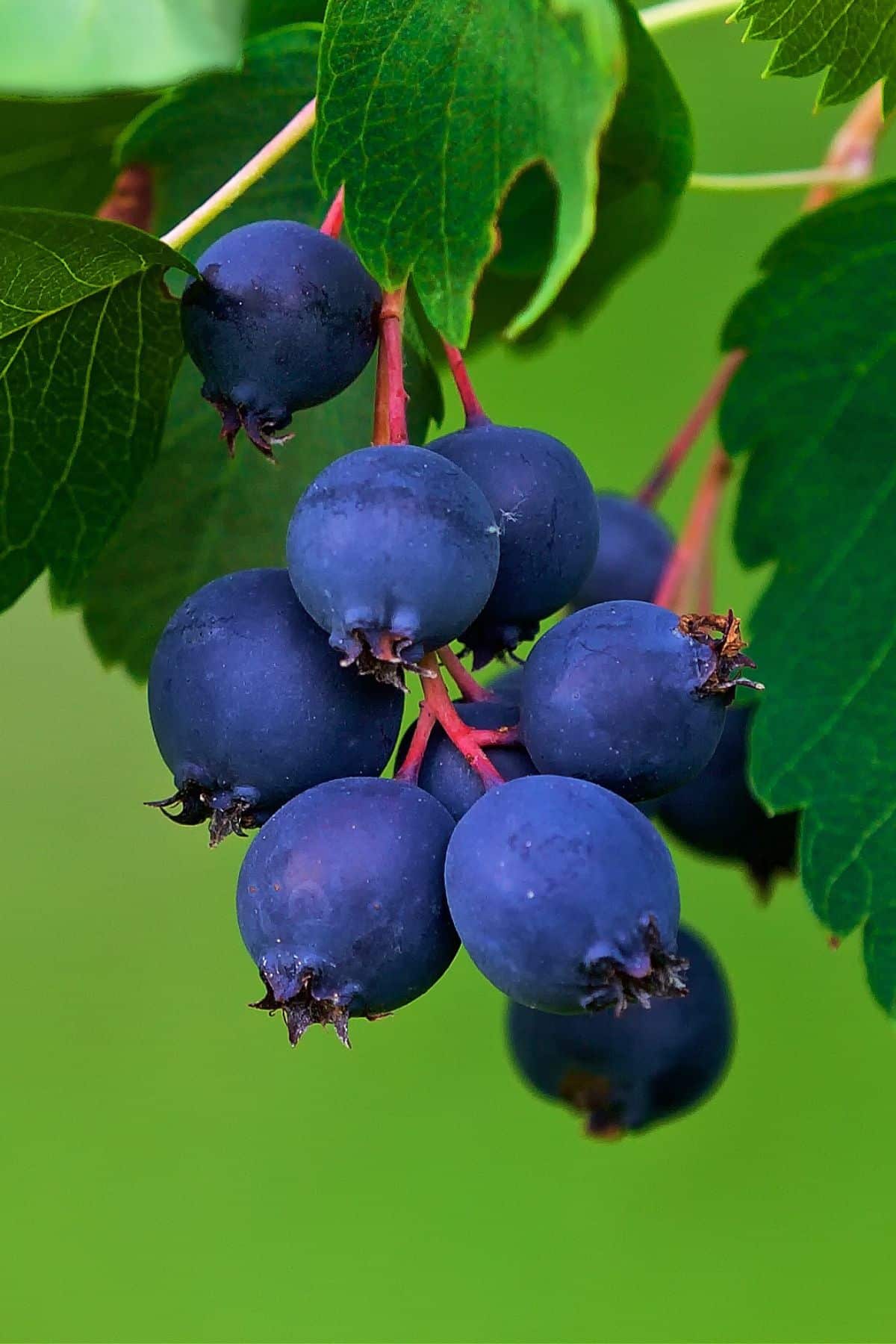 Saskatoon berries hanging in a shrub.