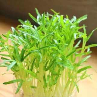 a close up of spinach microgreens.