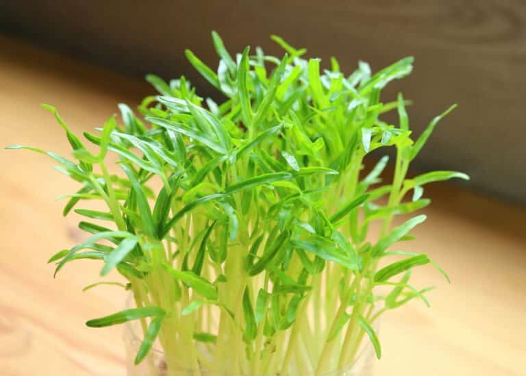 a close up of spinach microgreens.