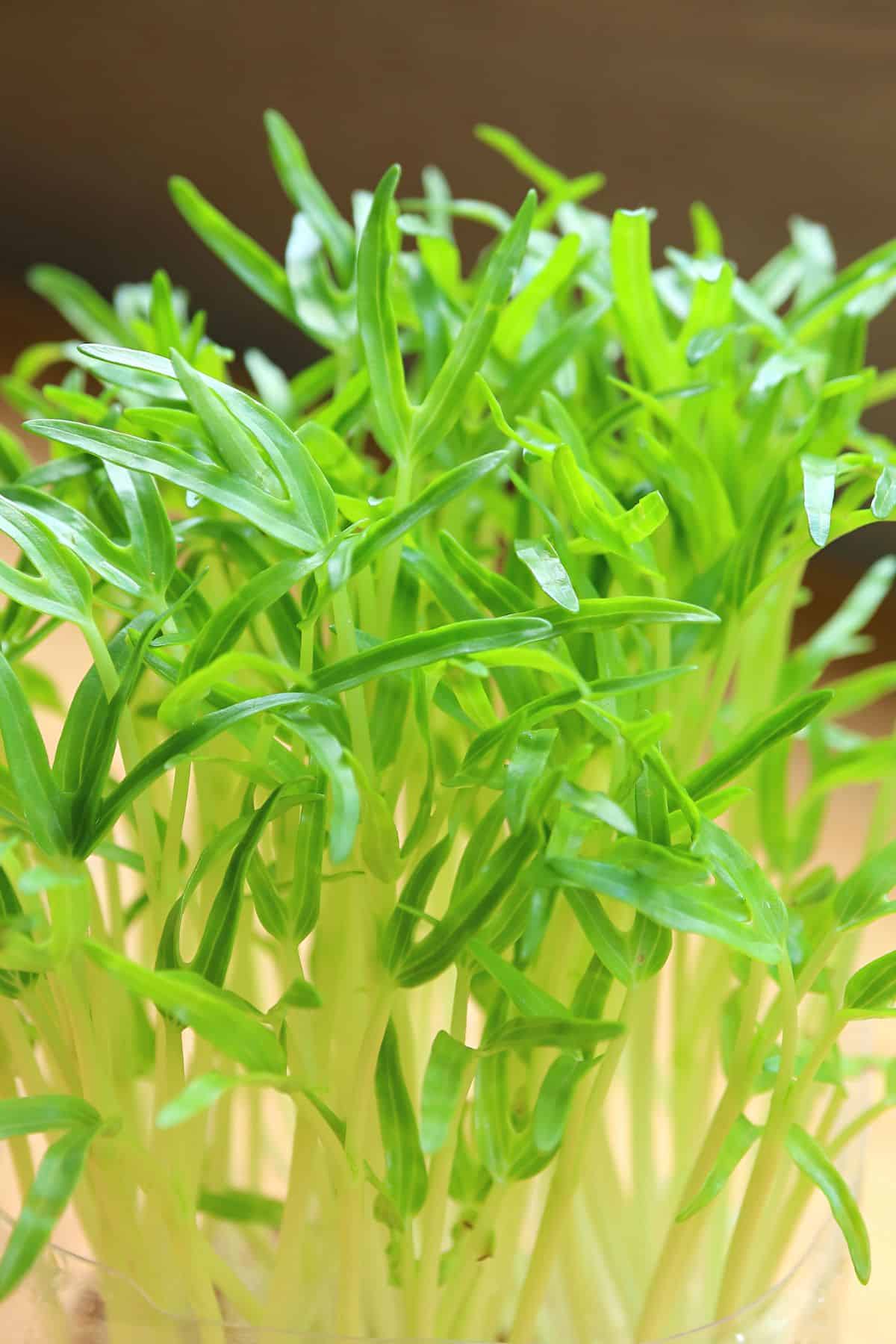 a close up of spinach microgreens.