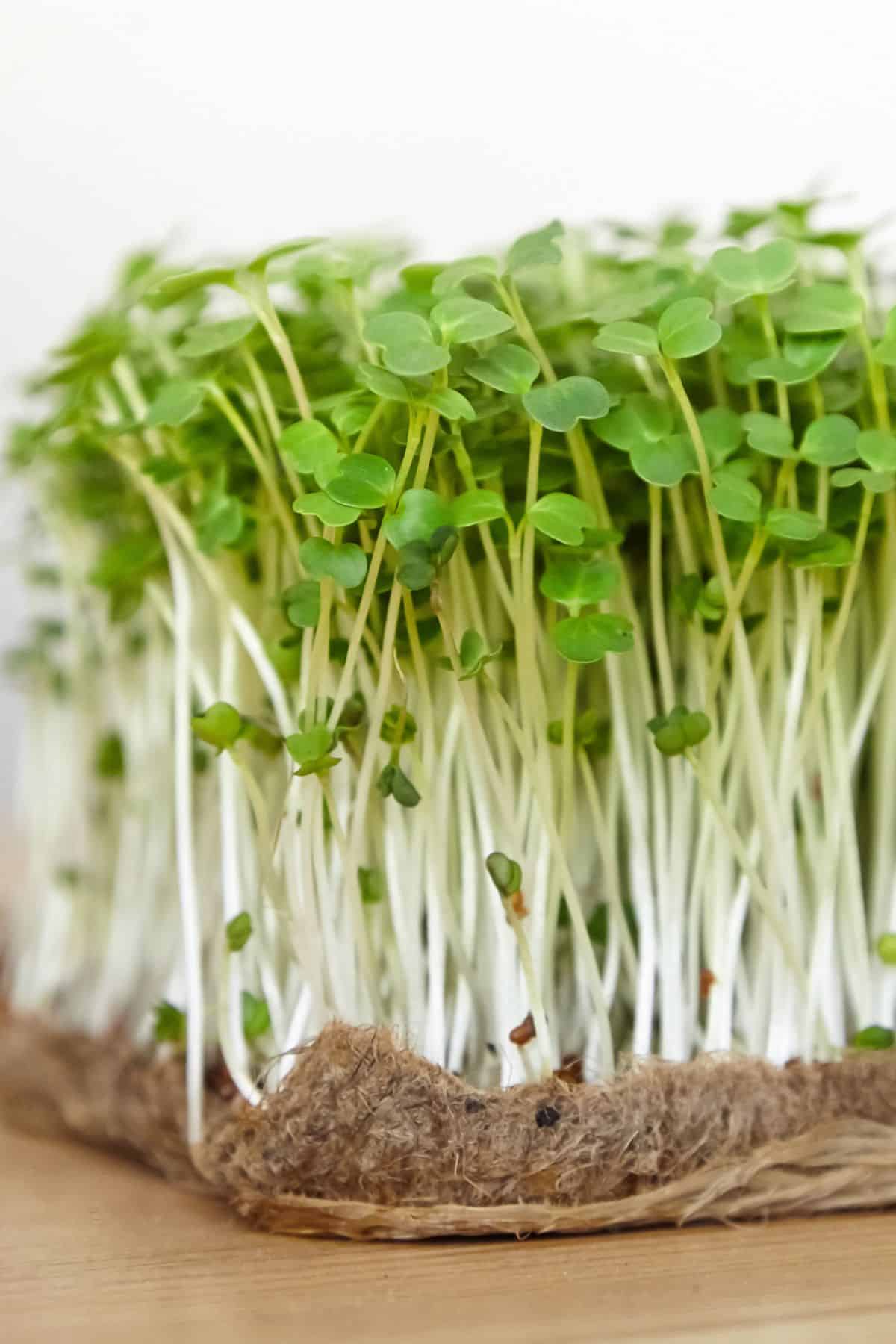 arugula microgreens growing on coconut coir.