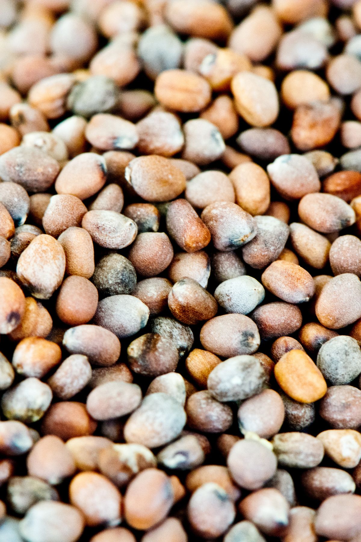 a close up of arugula seeds.