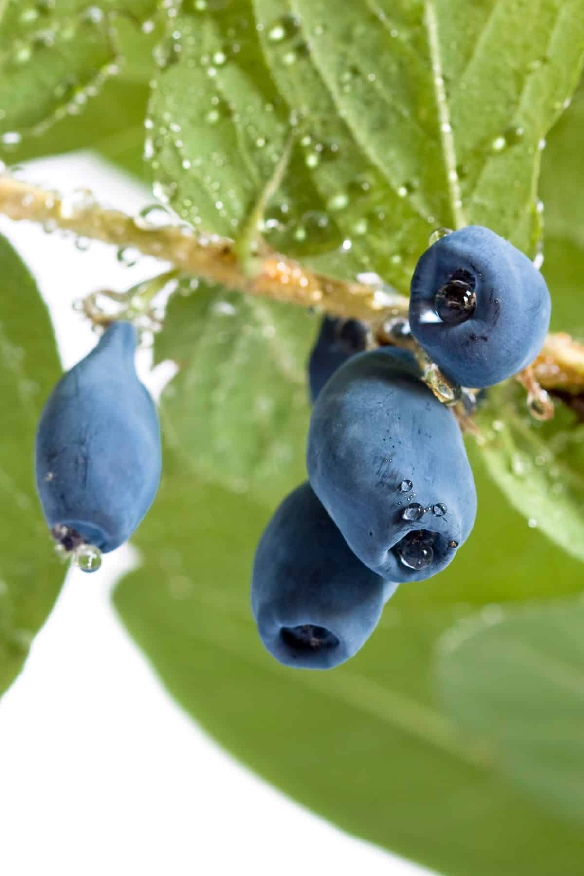 blue honeysuckle fruits hanging on a vine.
