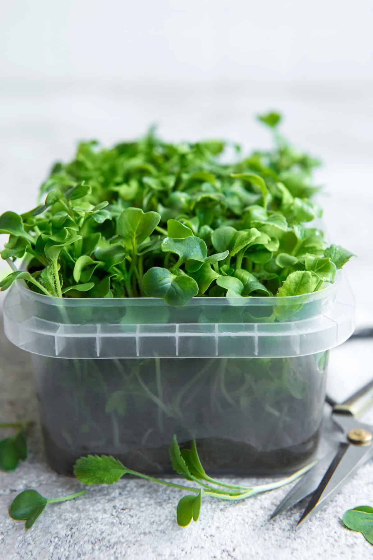 radish microgreens growing in a small container.
