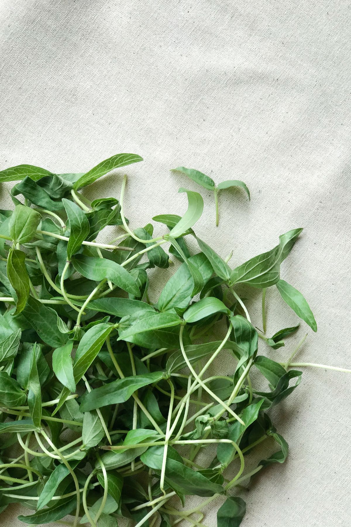 harvested spinach microgreens on a white cloth.