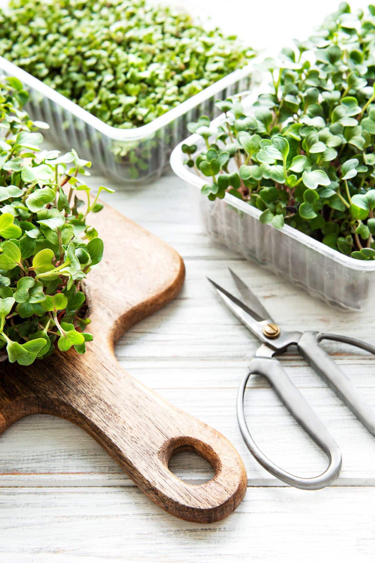 microgreens on a cutting board and in a growing container beside a pair of sheers.
