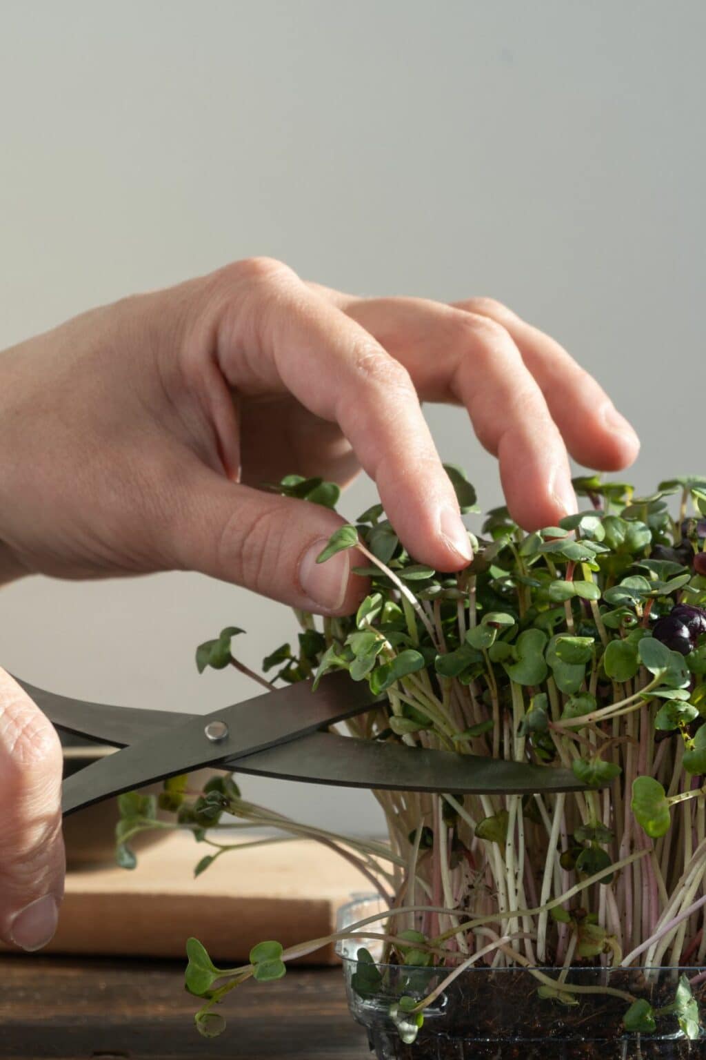 Kale Microgreens 101 Benefits and How to Grow Clean Eating Kitchen