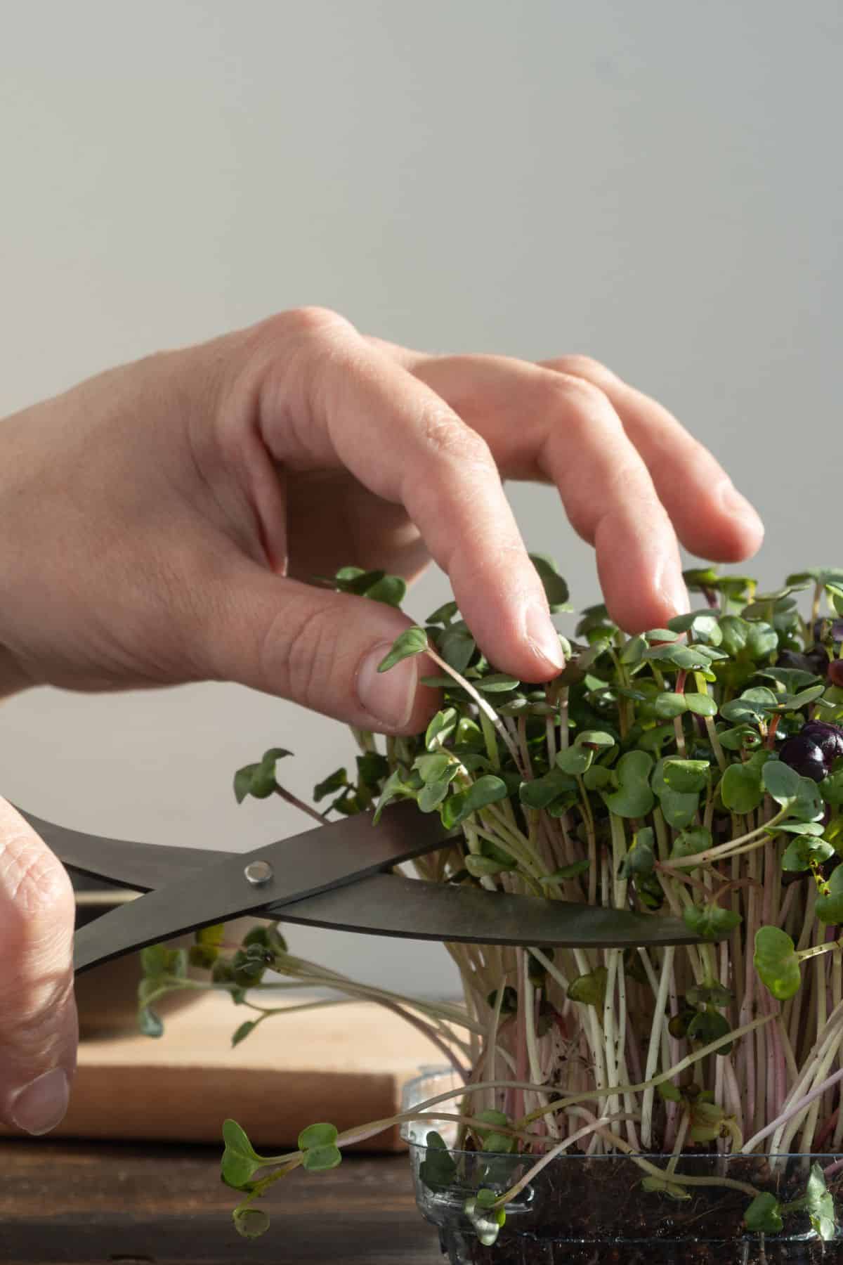 a person cutting microgreens.