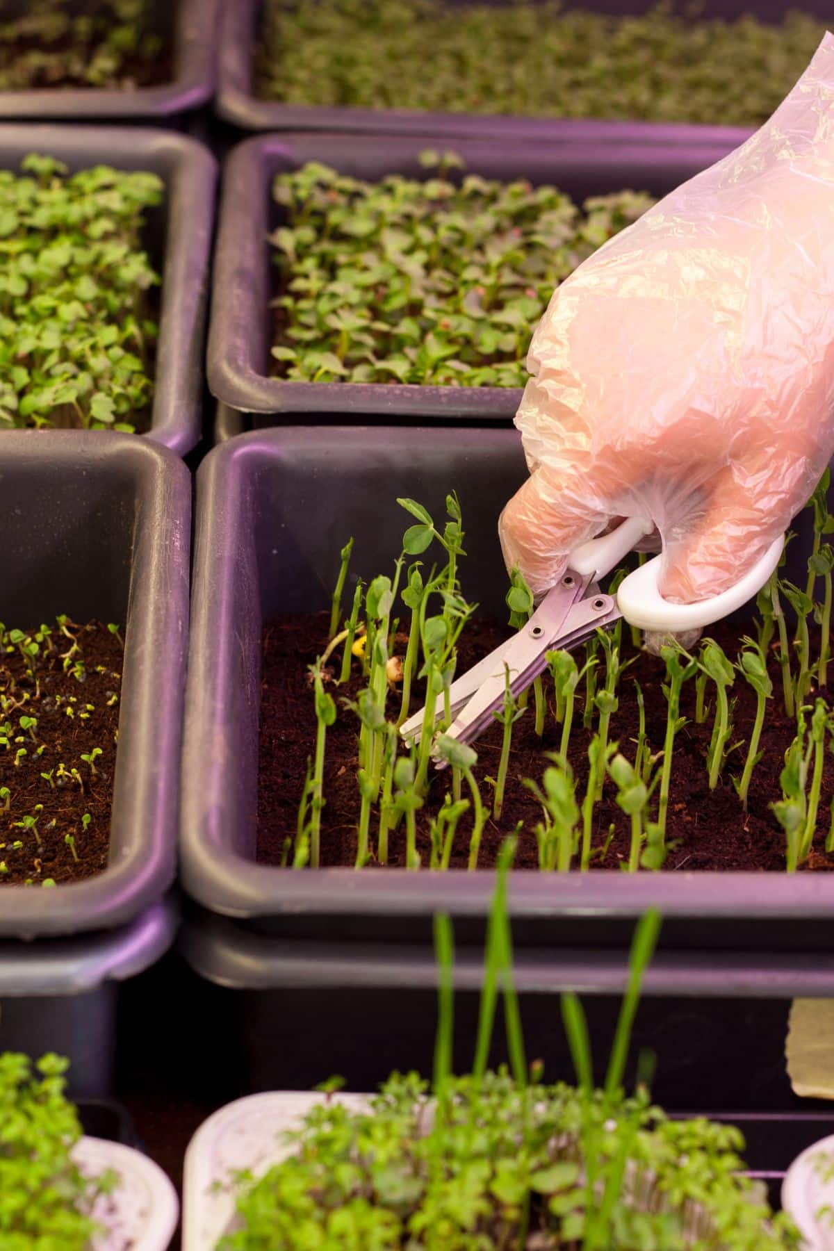 a person harvesting spinach microgreens.