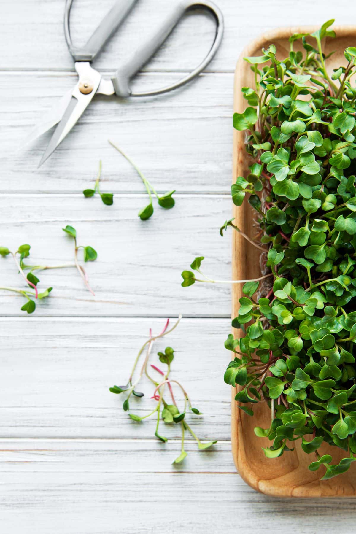 microgreens on a platter next to a pair of sheers and clippings.