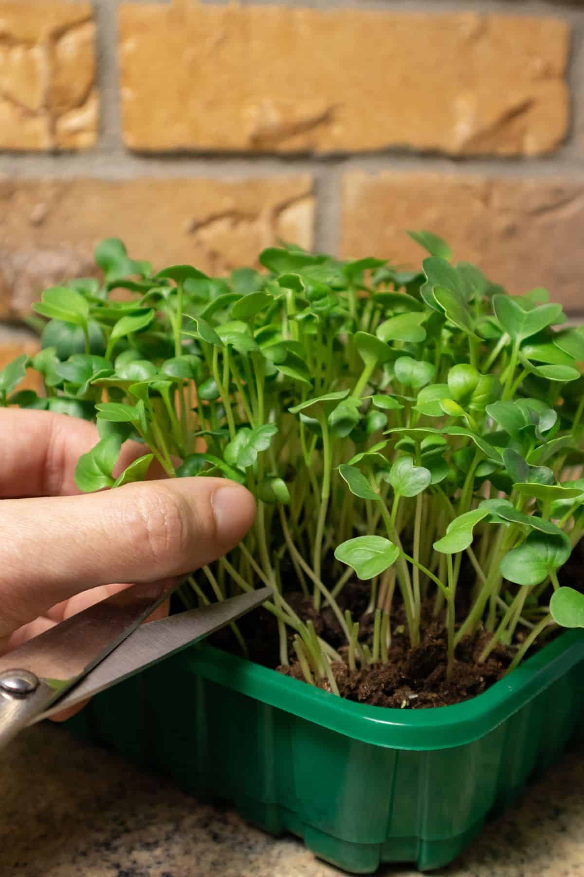 a person clipping microgreens from the container.