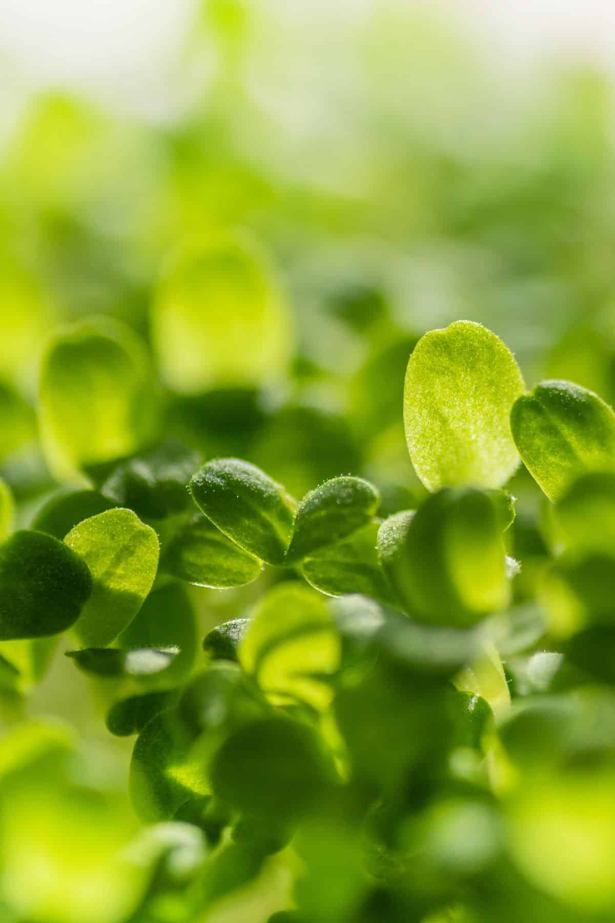 a close up of microgreens.