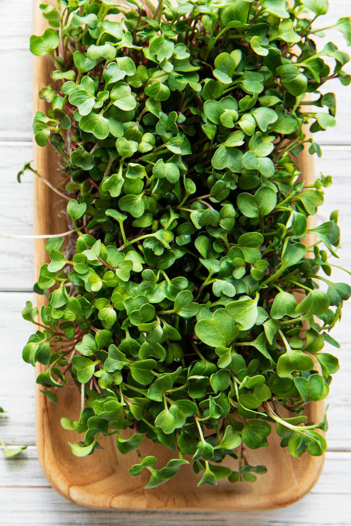 radish microgreens on a cutting board next to a pair of sheers.