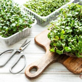 radish microgreens on a cutting board next to a pair of sheers.