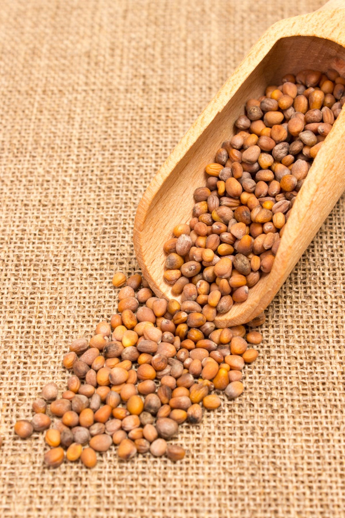 radish seeds in a wooden scoop.