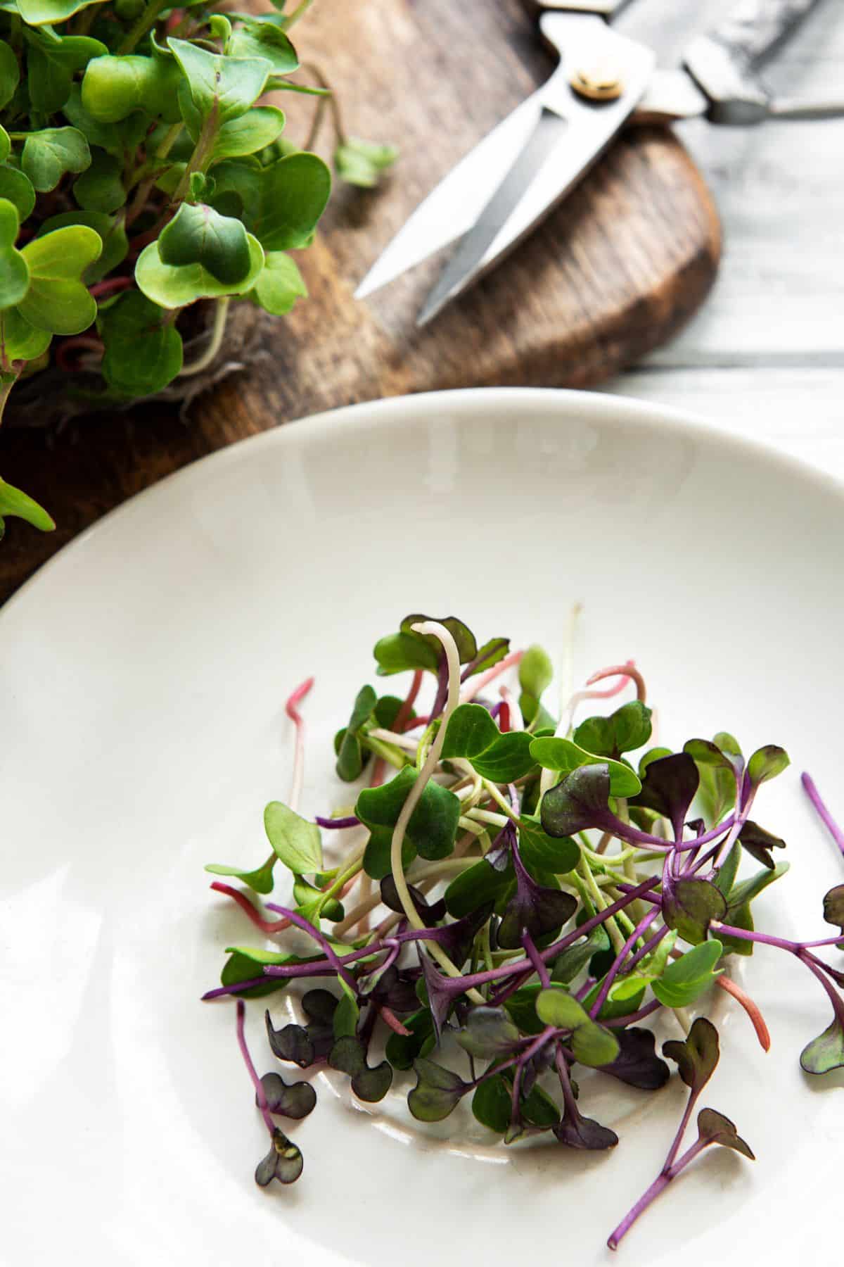 microgreens on a plate next to a pair of sheers.