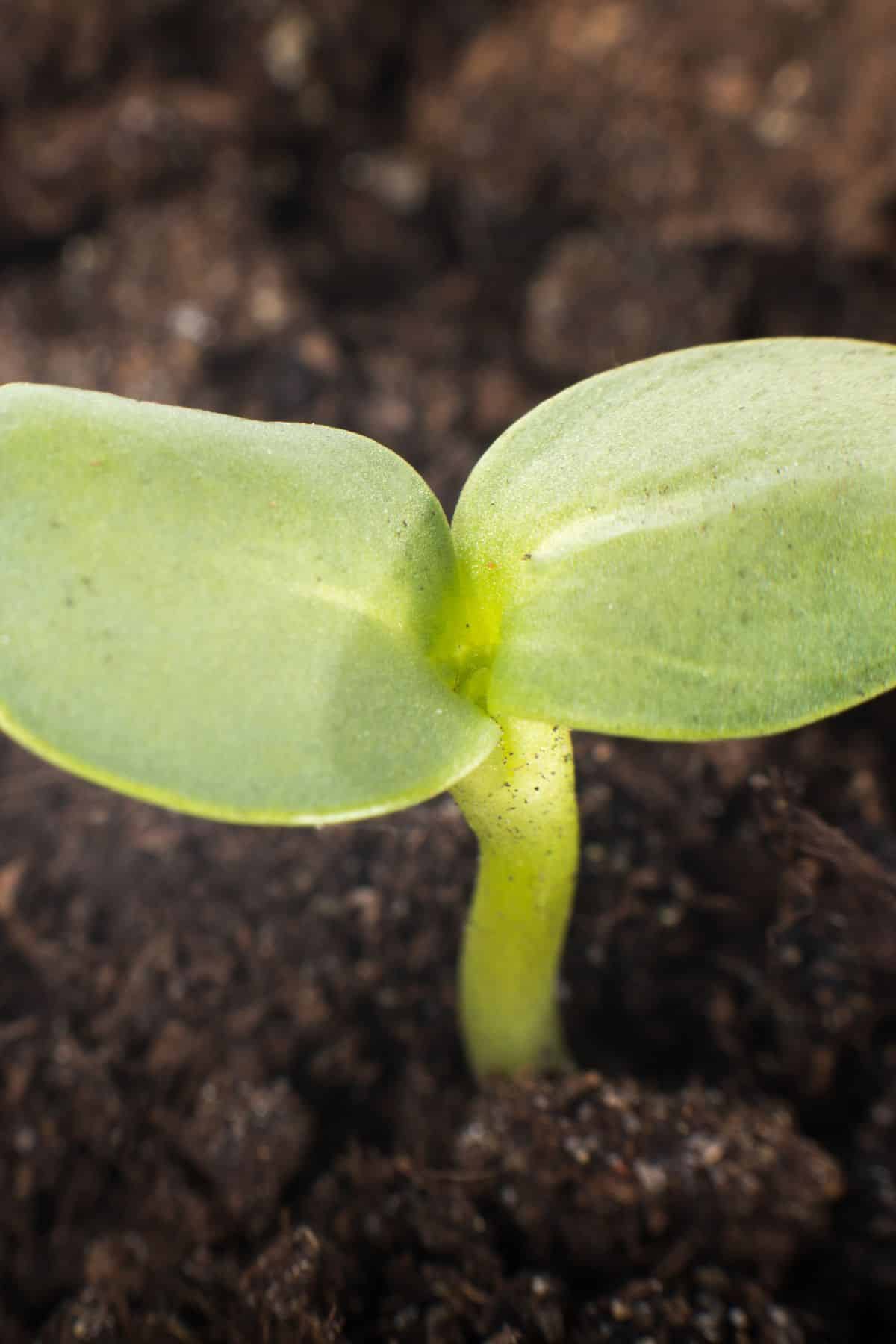 a seed sprouting in soil.