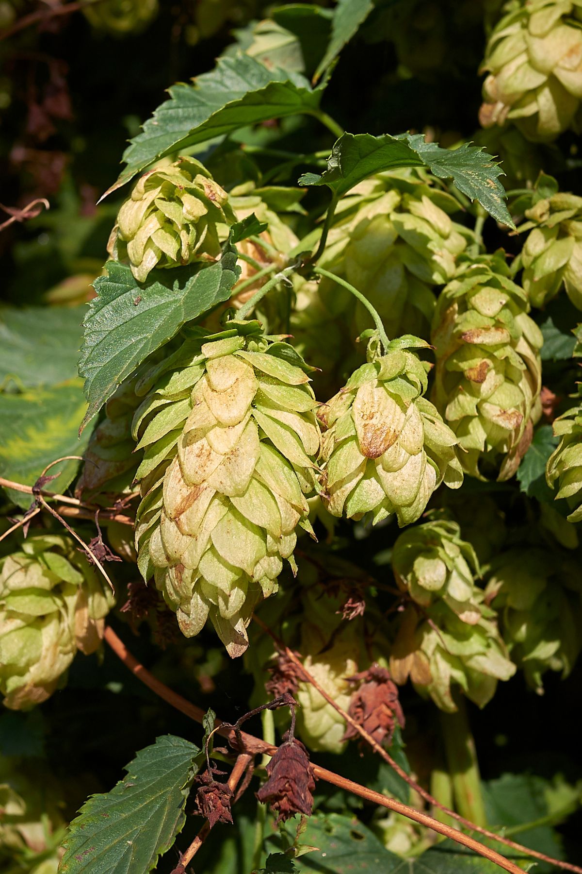 hops growing on a branch.