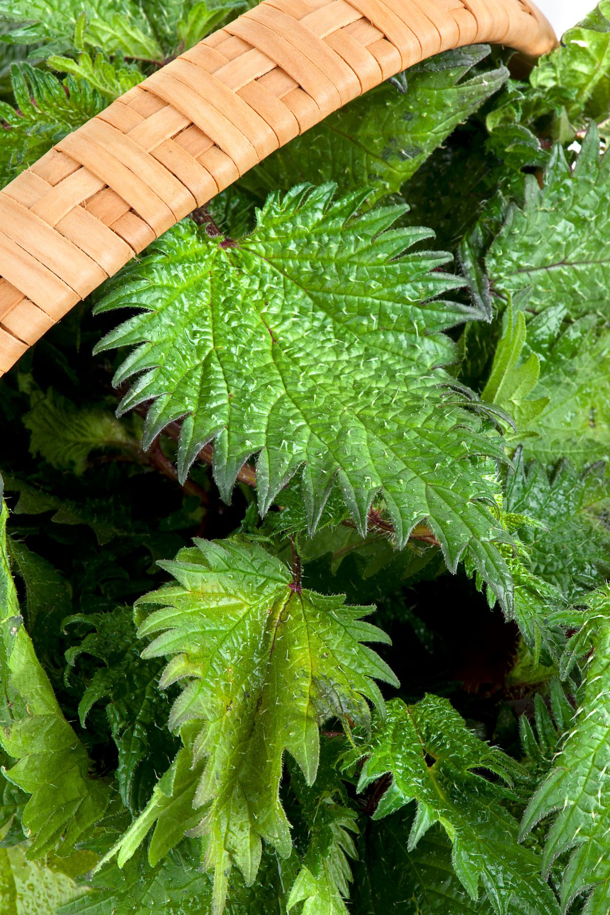 An image of the stinging nettle plant.