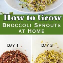 how to grow broccoli sprouts at home pin.