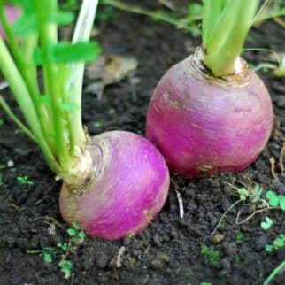 two turnips growing in the dirt.