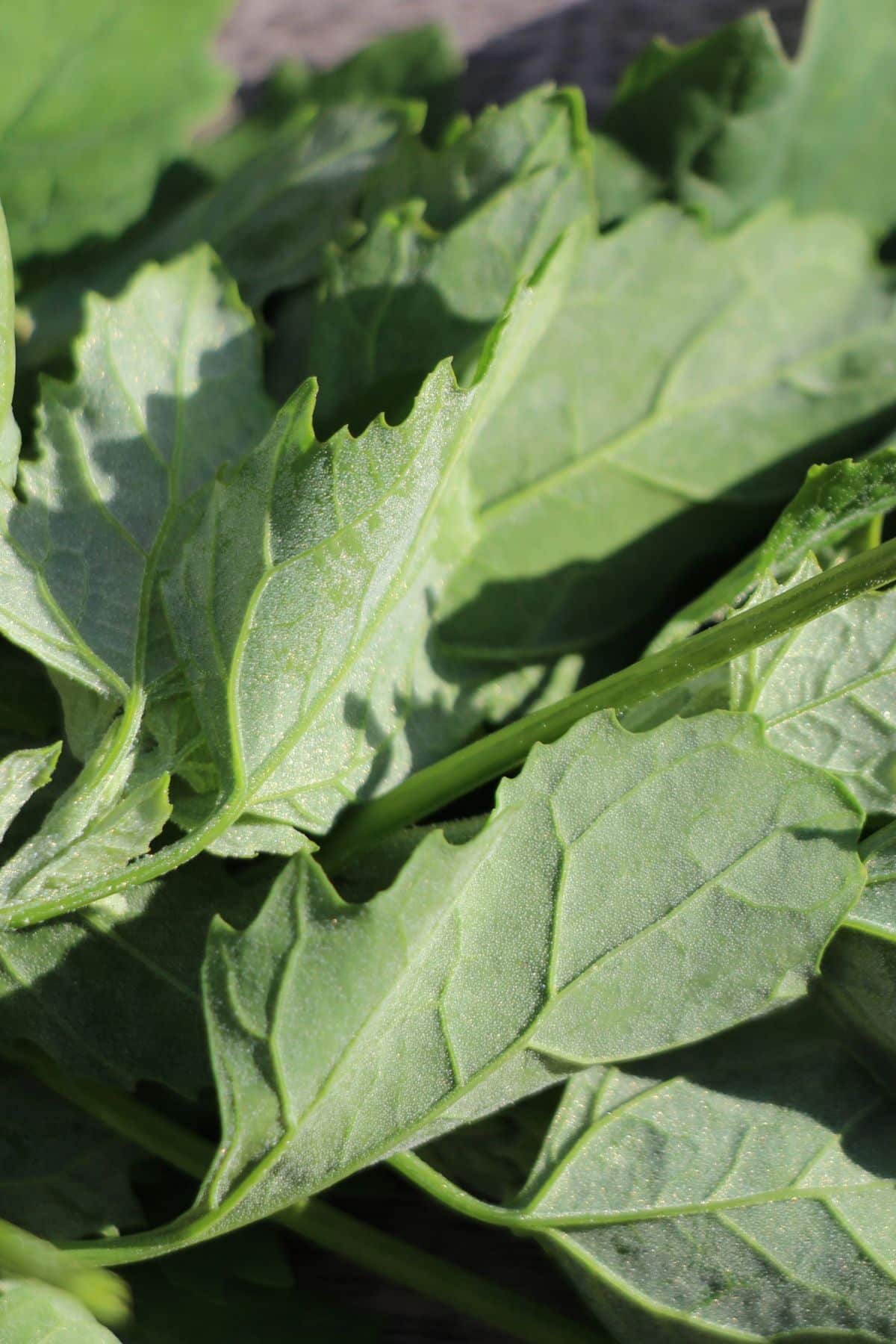 a close-up of the lambsquarters plant.