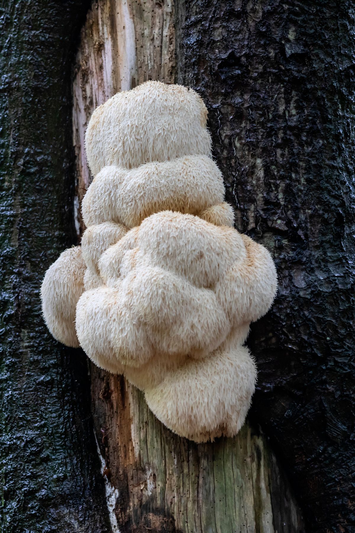 Lion's Mane mushrooms growing on a tree.