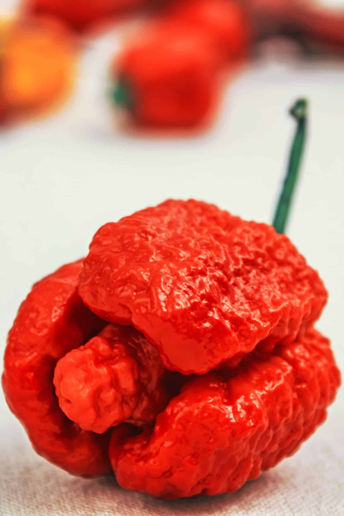 a Trinidad moruga scorpion pepper.