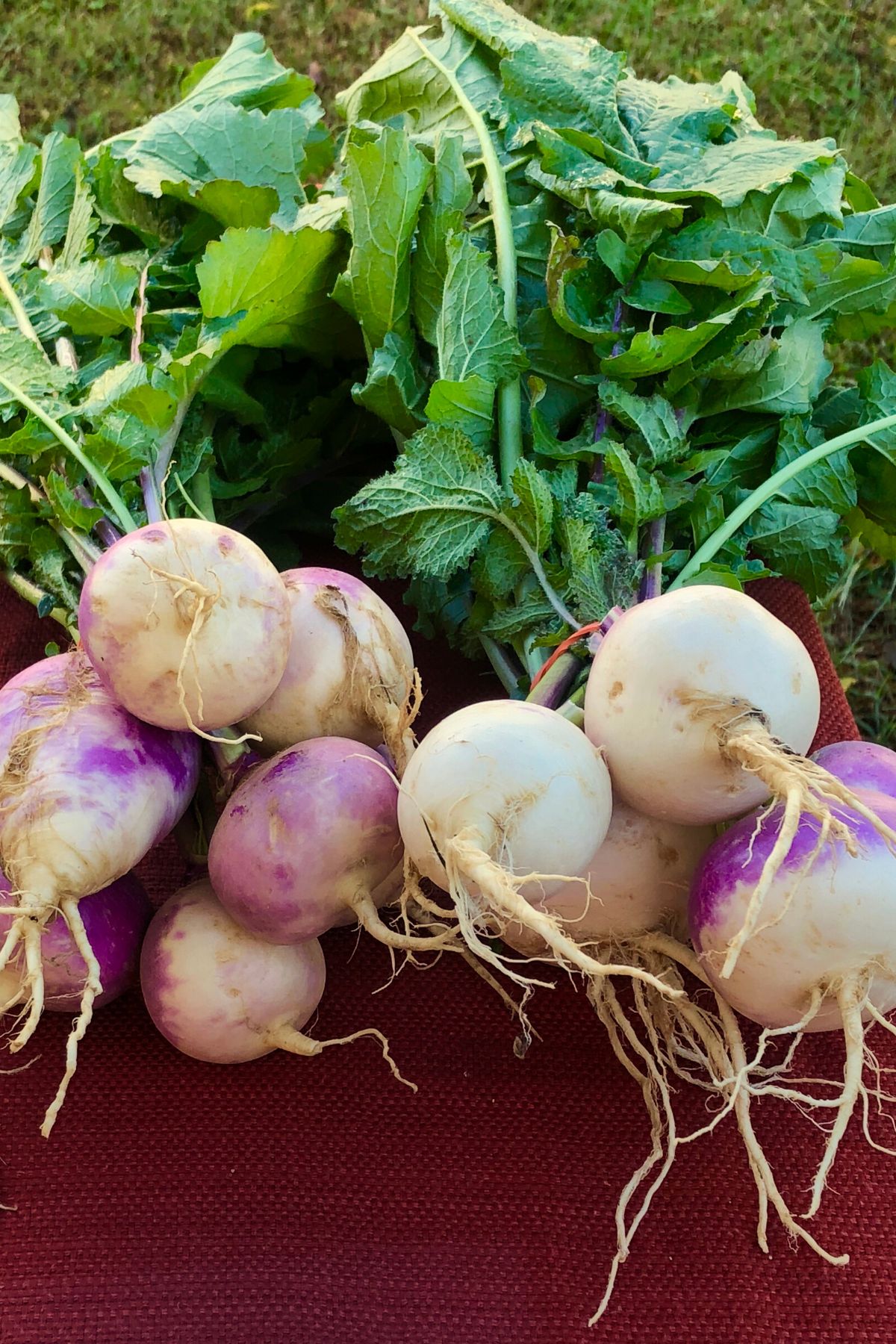 two bunches of turnips on a table.