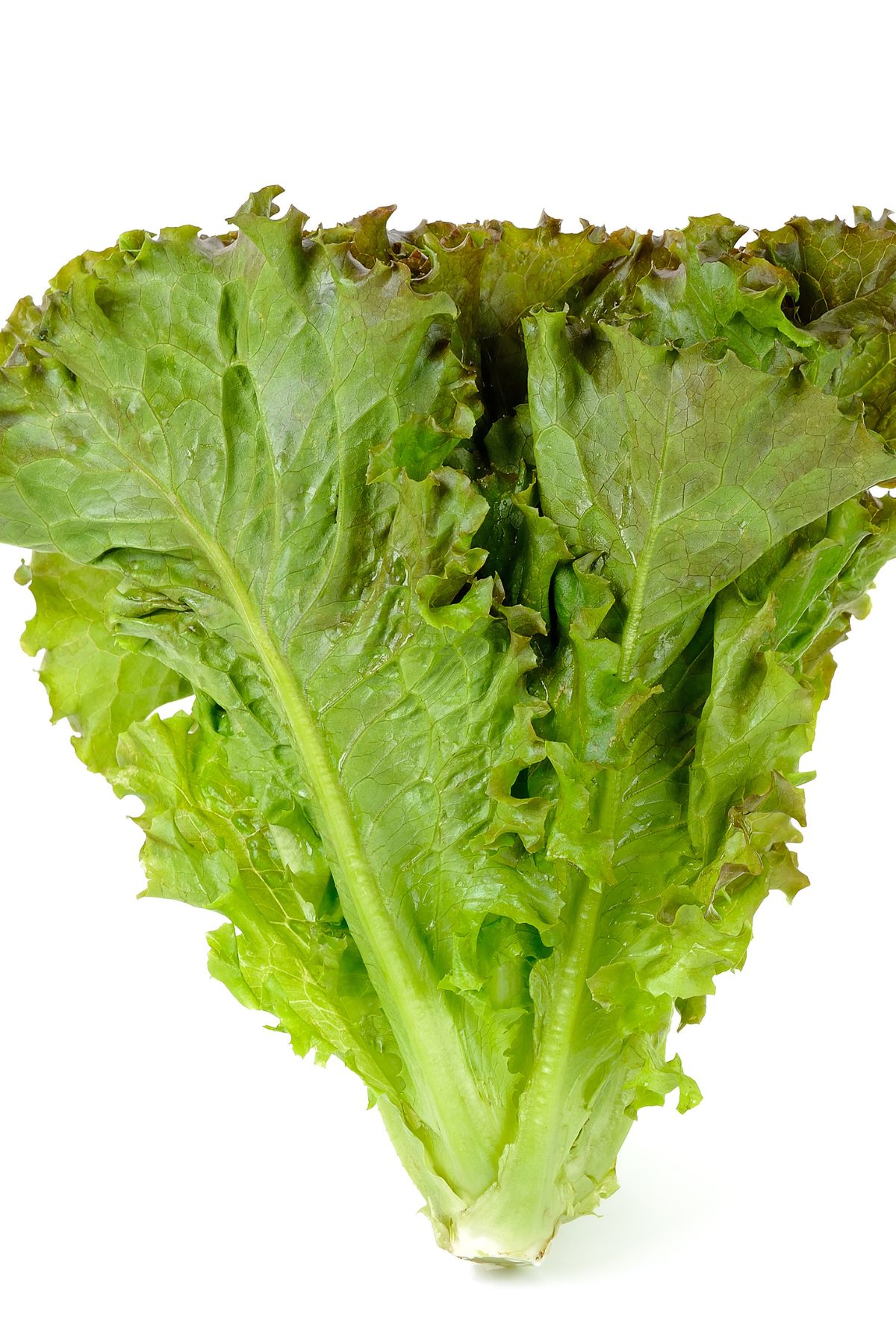 leaf lettuce on a white background.