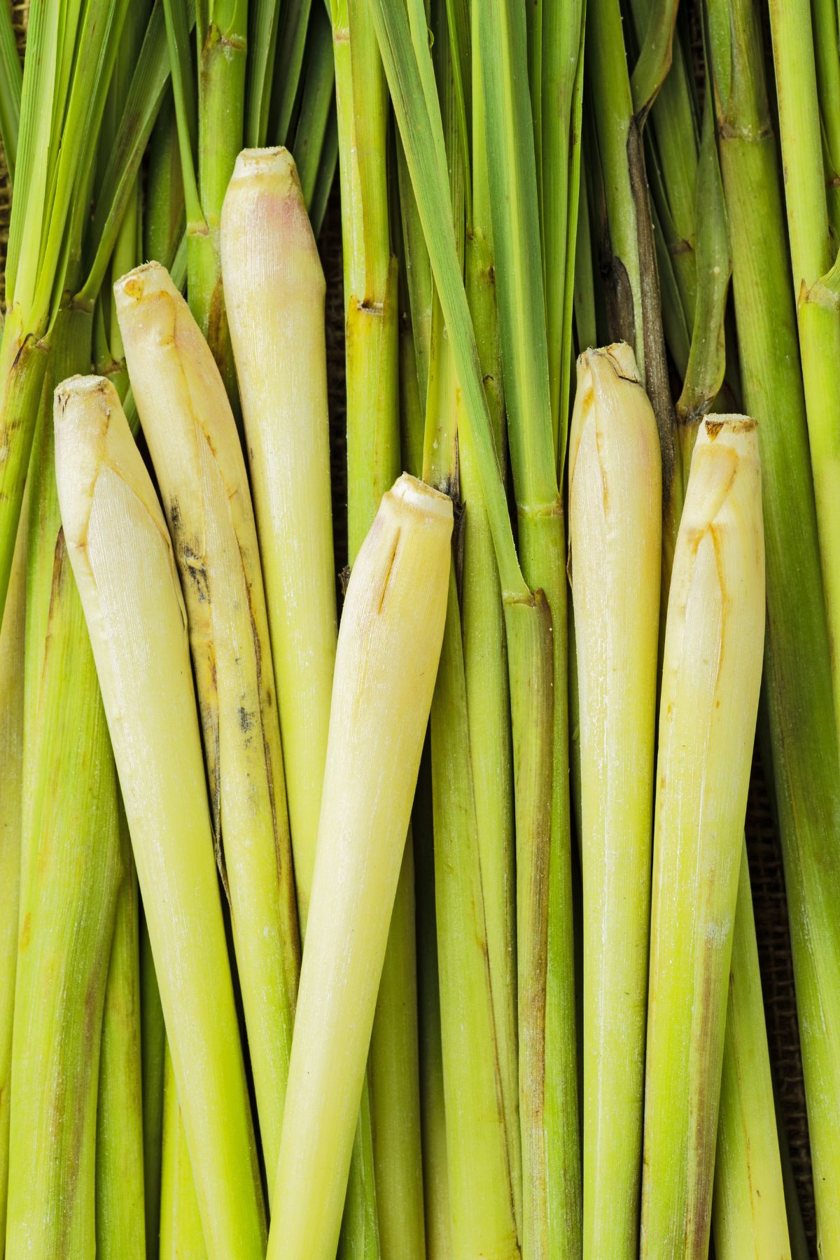 stalks of lemongrass stacked together.