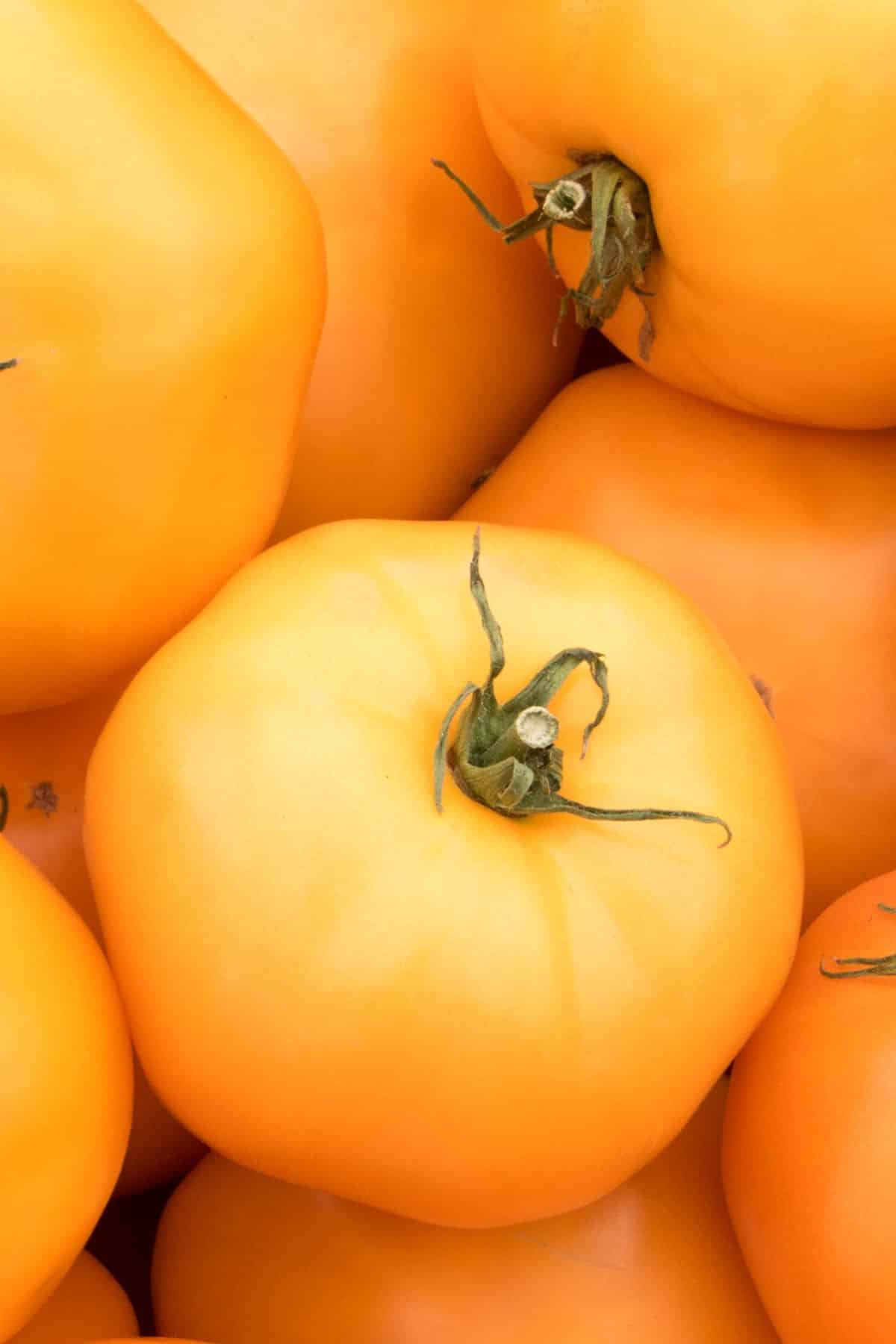 a close-up of orange tomatoes.