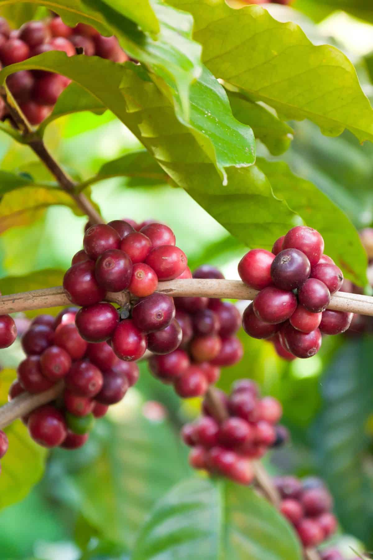 coffee fruit growing on the coffee plant.