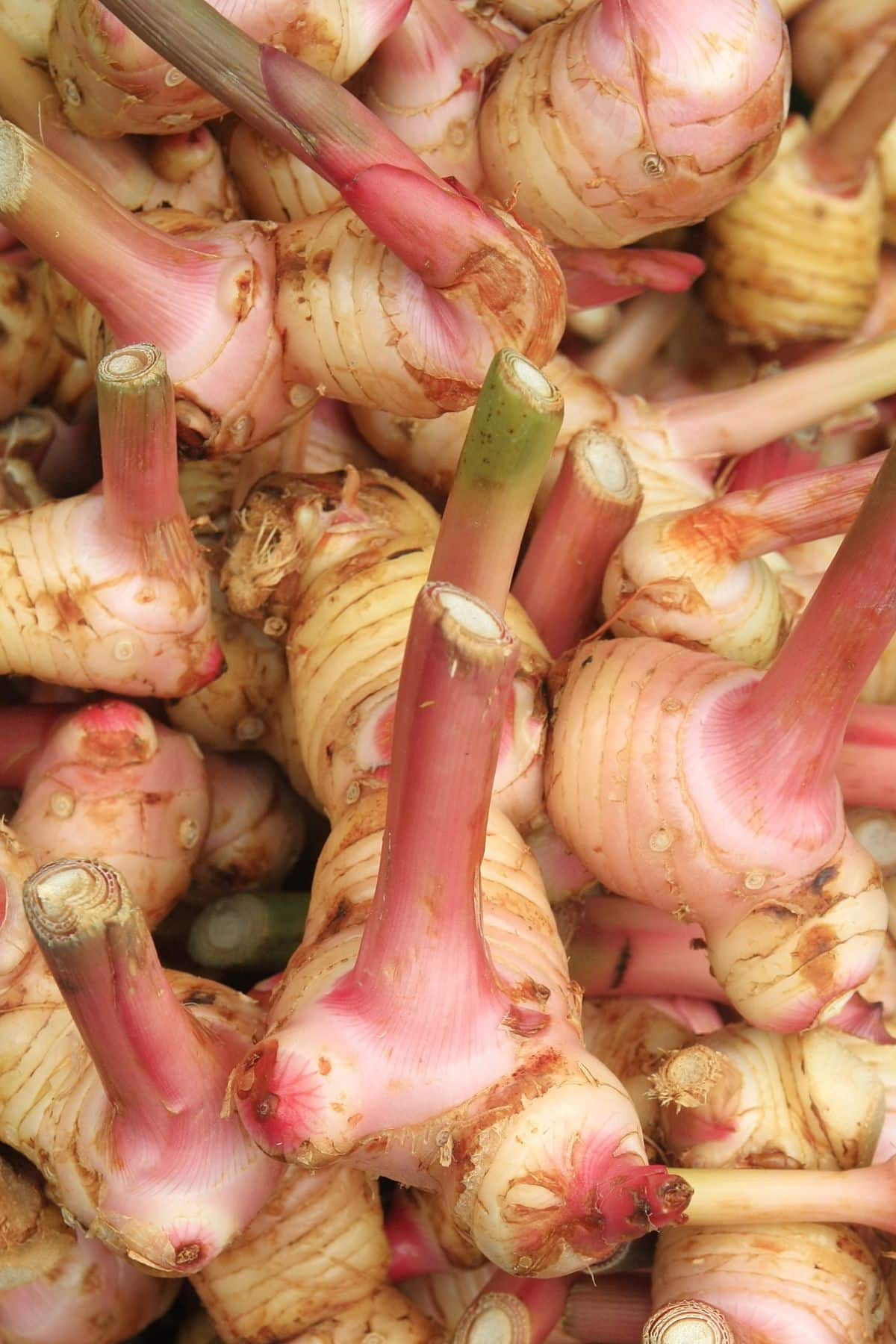a close-up of a pile of galangal.